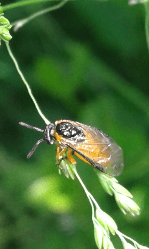 Tenthredinidae :  Athalia da ID
